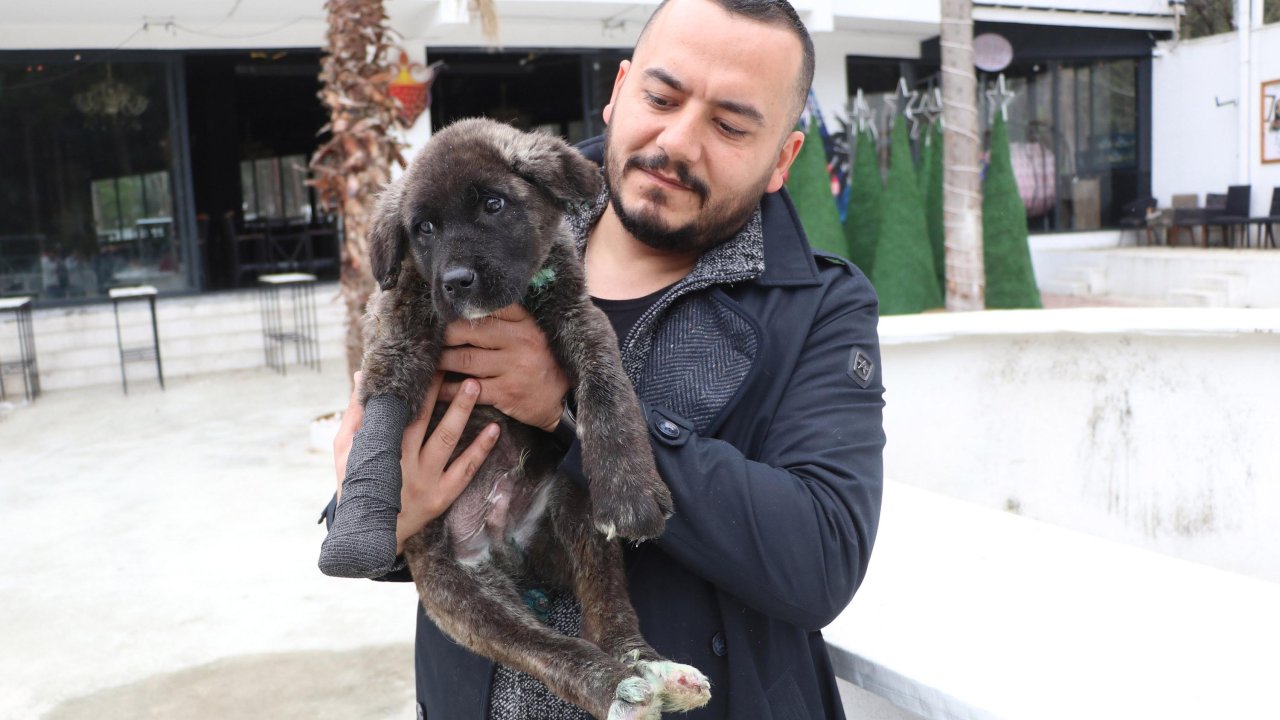 Kuyruğu, Kulakları Ve Patisi Kesilip, Boğazı Delinen 'mucize' Köpek Tedaviye Alındı