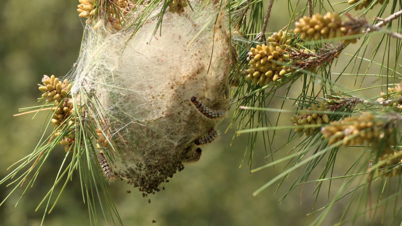 Orman Düşmanı Böceklerle Beşli Mücadele