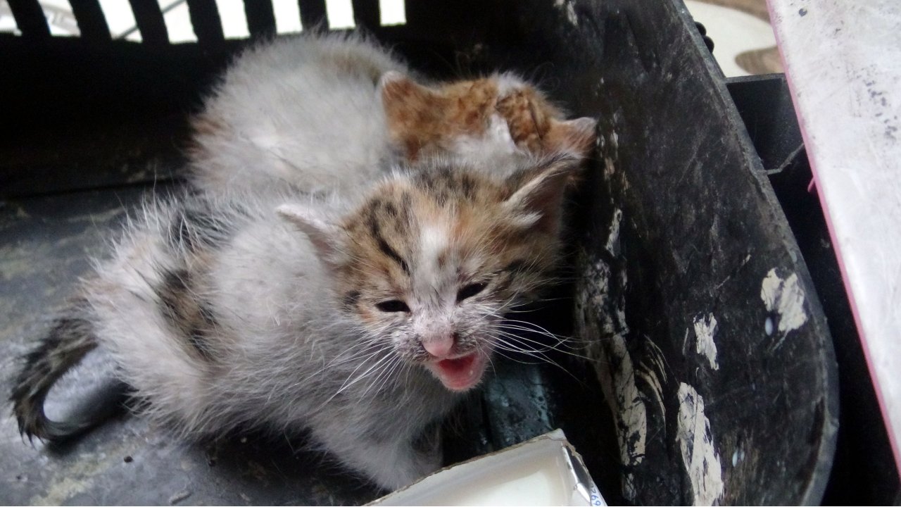 Avcılar’da Yangın: 3 Yavru Kedi Yanmaktan Kurtarıldı