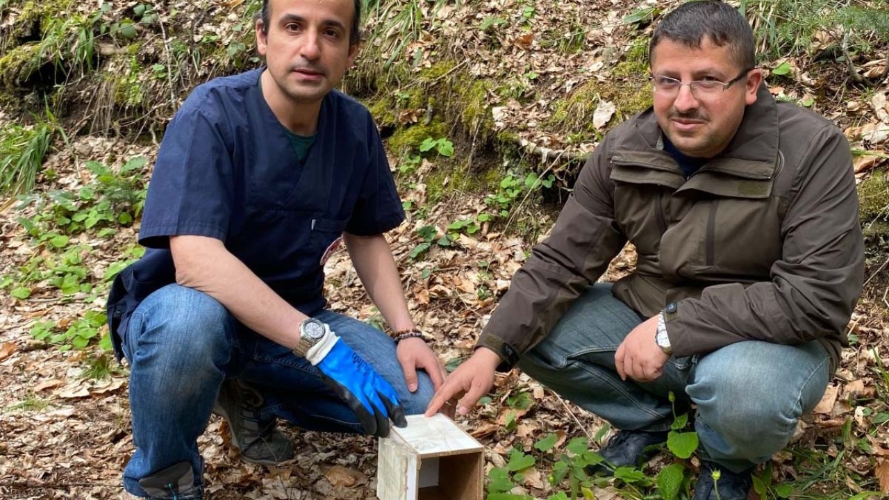 Jandarmanın Otobüste Alıcıya Götürülürken Bulduğu 8 Sincap, Doğaya Salındı