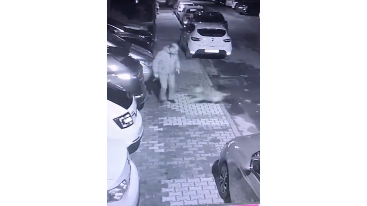 Maltepe'de Başıboş Köpekler Mahallelinin Kabusu Oldu