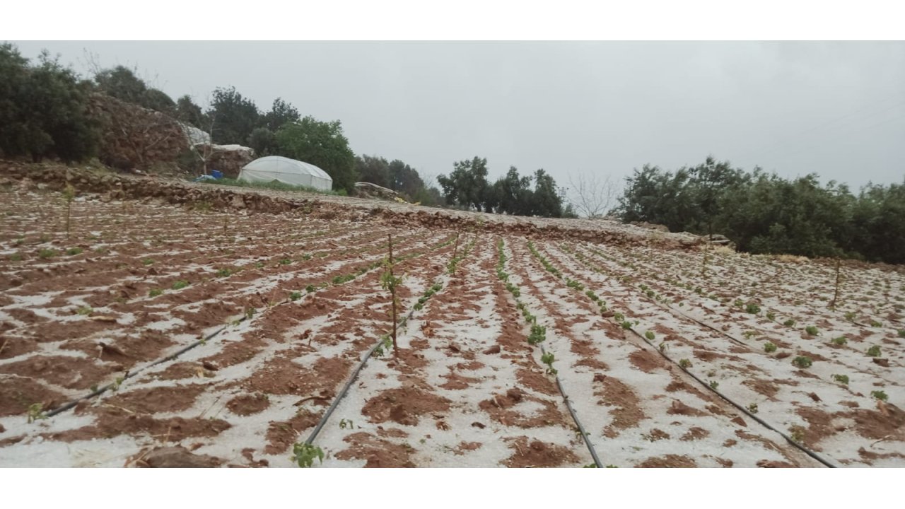 Erdemli’de Dolu Yağışı Ekili Alanlara Zarar Verdi