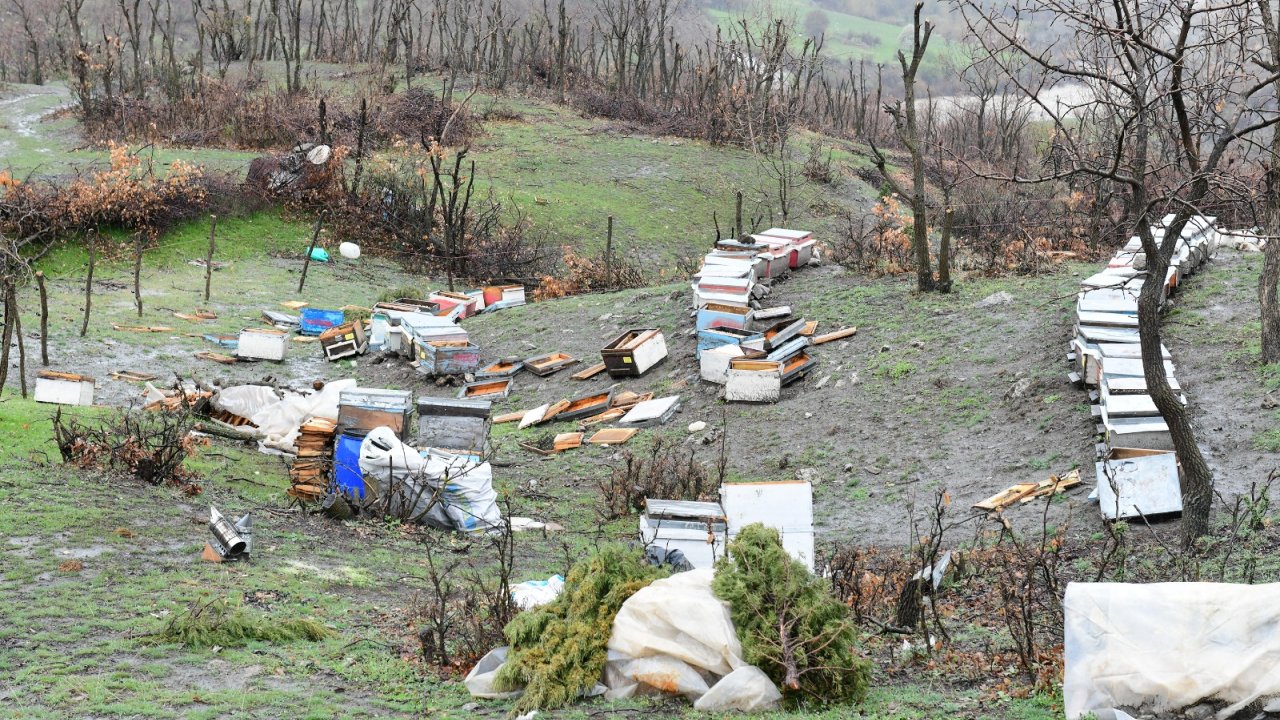 Aç Kalan Ayı Köye İnerek 34 Keçi Ve Oğlağı Öldürdü, Arı Kovanlarını Parçaladı