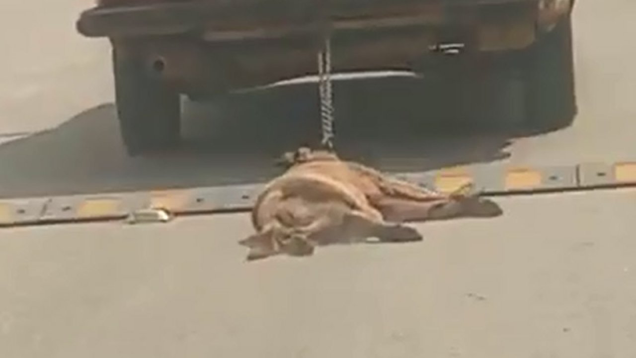 Otomobilin Arkasına Bağladığı Köpeği Sürükleyerek Öldürdü; O Anlar Kamerada