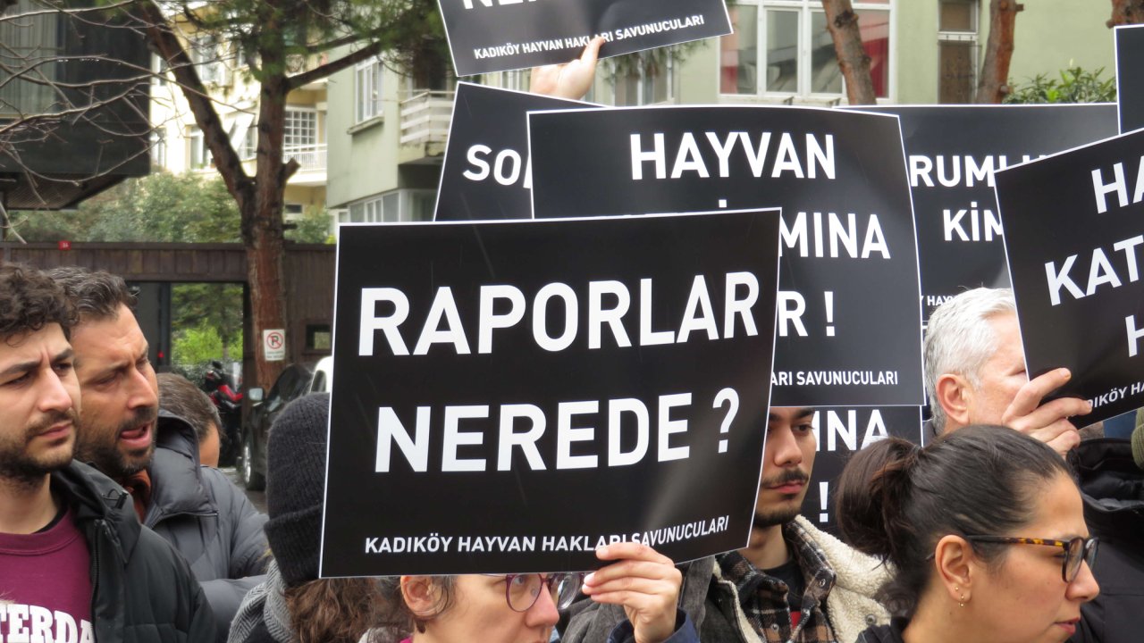 Kadıköy'de Hayvanseverlerden Eylem: Kedilerin Neden Öldürüldüğünü Bilmek İstiyoruz