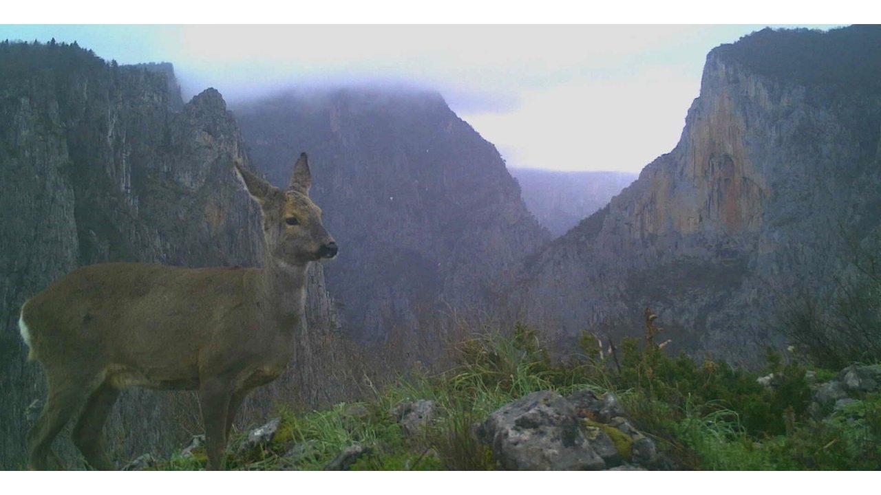 Küre Dağları Milli Parkı'ndaki Yaban Hayatı Fotokapanla Görüntülendi