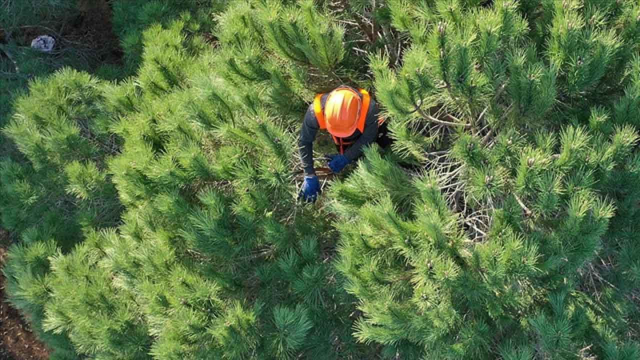 Orman Genel Müdürlüğü'nden engelli ve eski hükümlülere iş fırsatı!
