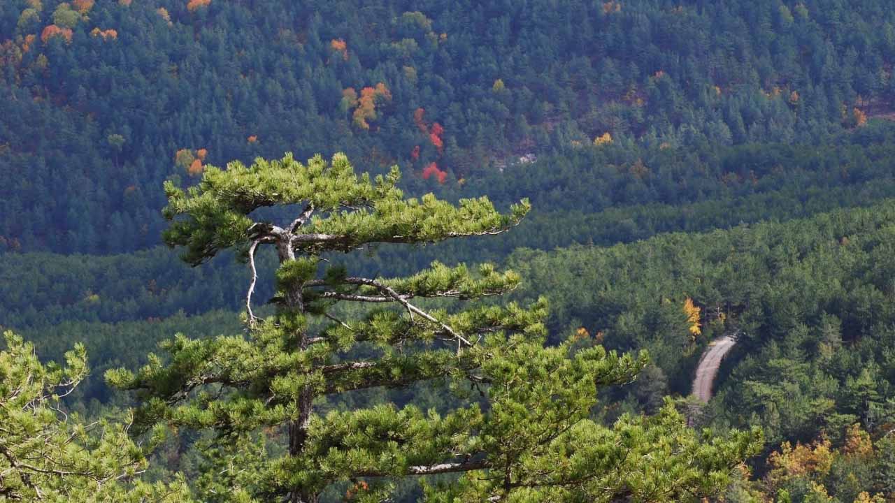 Orman Genel Müdürlüğü binlerce işçi alımı yapıyor!