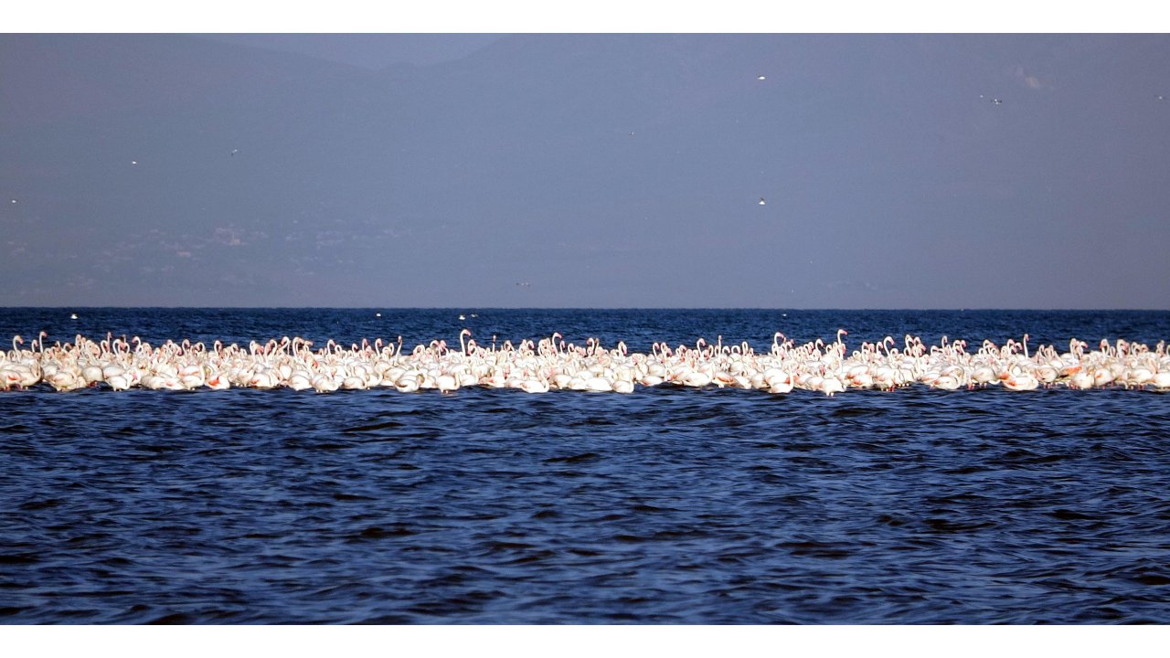 Flamingoların İlk Kafilesi Van Gölü'ne Geldi