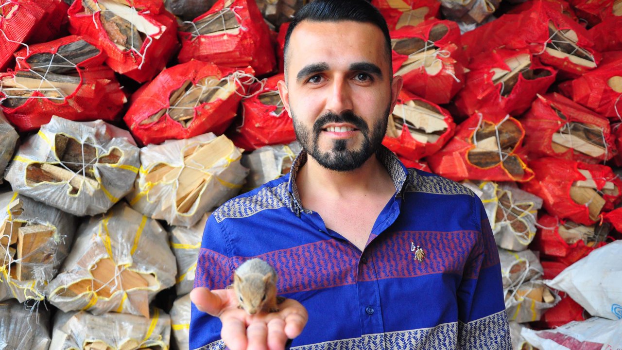 Bulduğu Yavru Sincabı Biberonla Besliyor