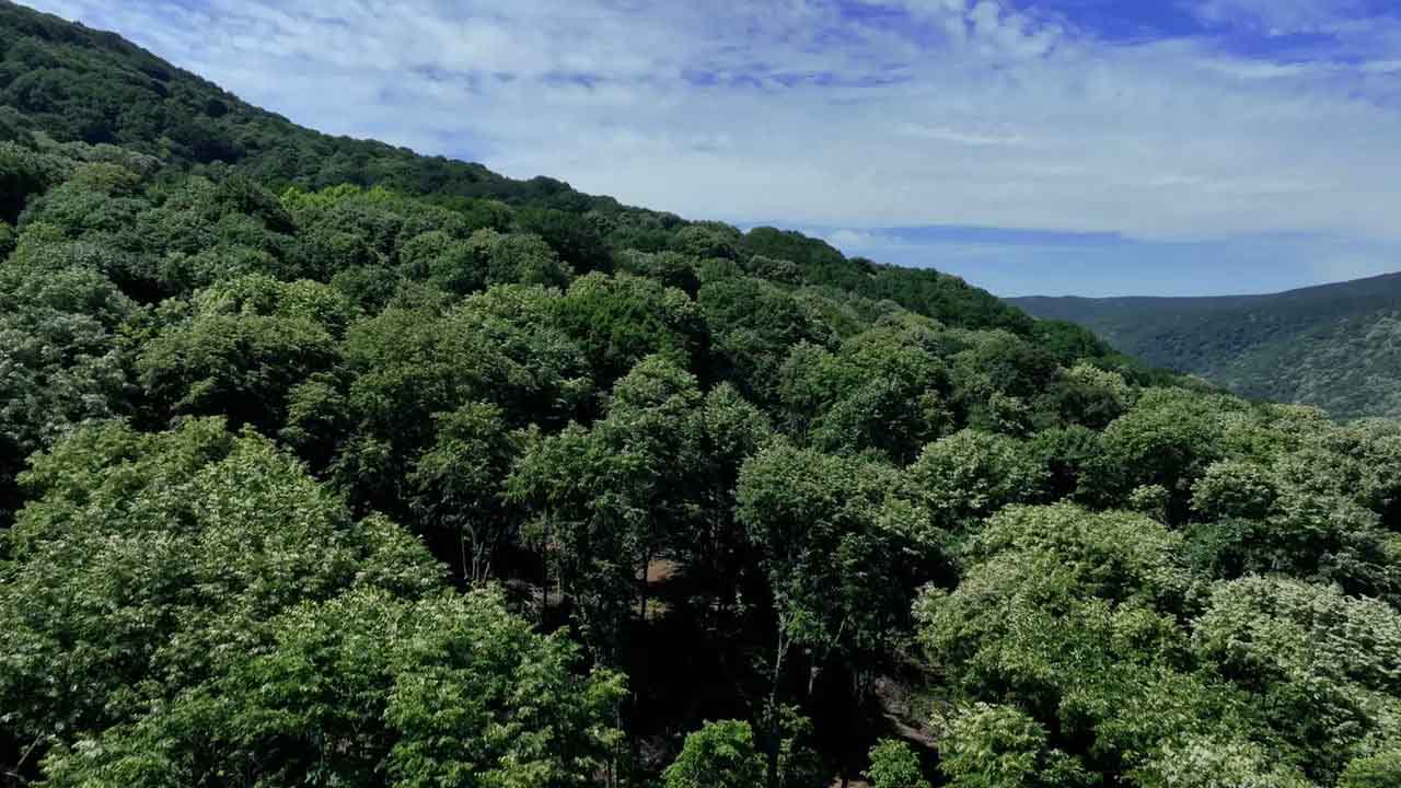 Orman Genel Müdürlüğü açıkladı! 16.500 personel alımı devam ediyor