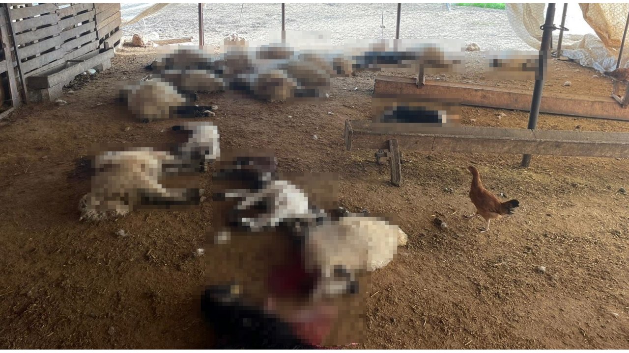 Başıboş Köpekler Ahırdaki 19 Kuzuyu Öldürdü