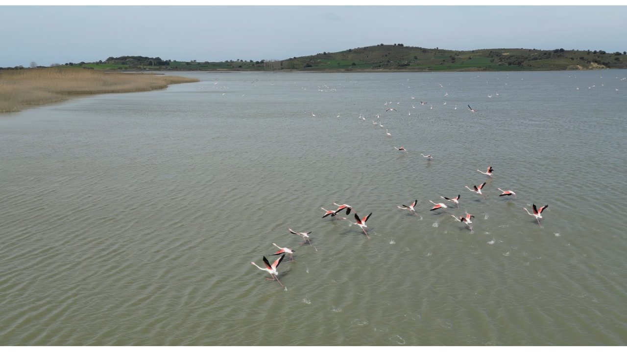 Suvla Gölü’nün Misafiri Flamingolar Geldi
