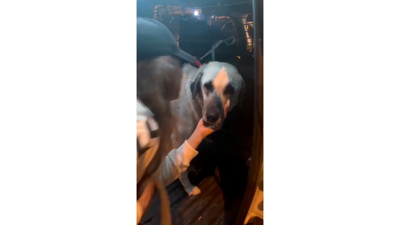 Servis Şoförünün Cinsel Saldırıyla Suçlandığı 'cesur' Köpek Bulundu