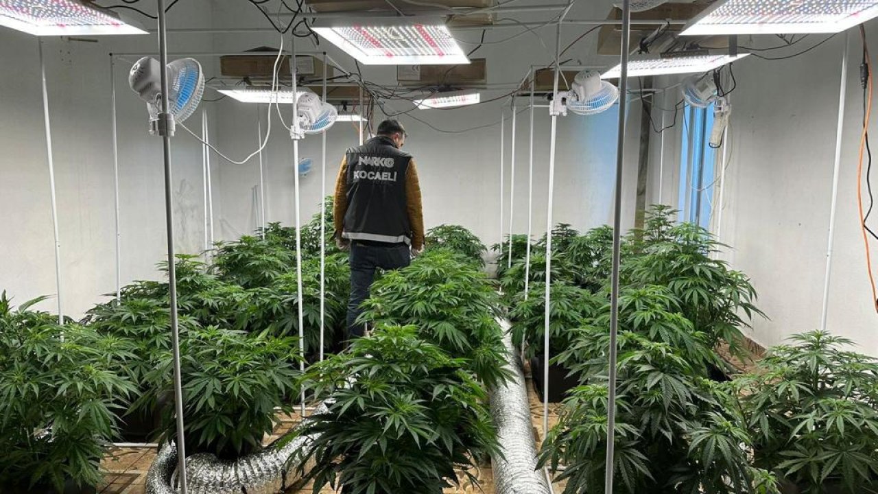 Villaya Kenevir Serası Kurmuşlar