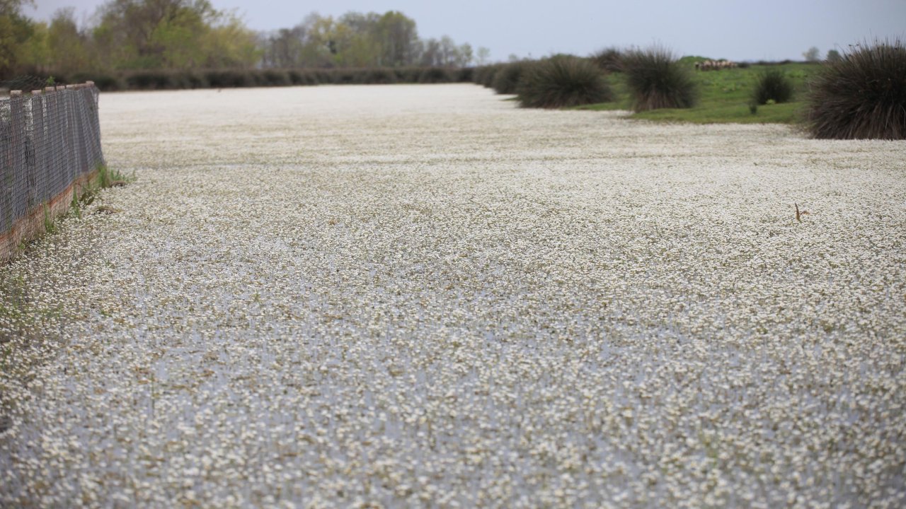 Kızılırmak Nehri'ni Su Düğün Çiçekleri Kapladı