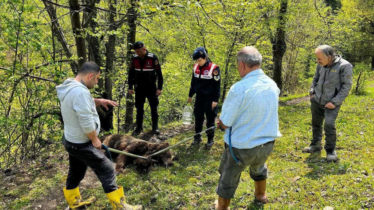 Ormanda Belden Aşağısı Tutmayan Yaralı Ayı Bulundu