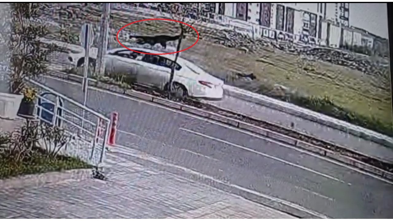 Diyarbakır’da Otomobilin Çarptığı Kadın Hayatını Kaybetti; Kaza Anı Kamerada