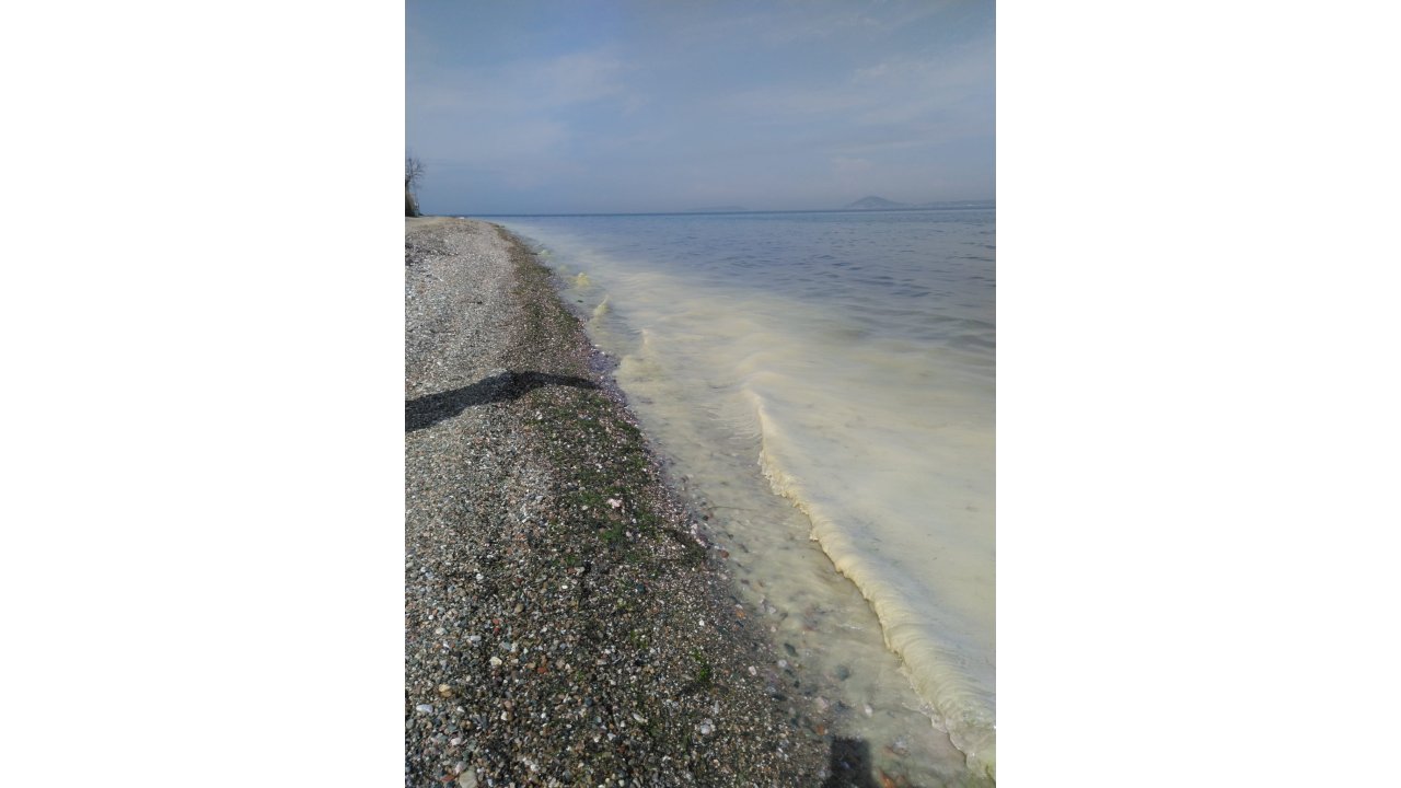 Prof. Dr. Mustafa Sarı: Şu An Kremsi Müsilajı Görüyoruz