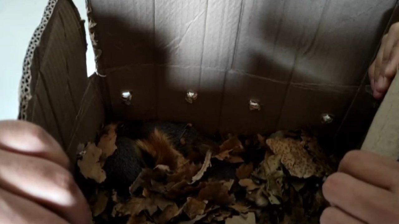 Yolcu Otobüsünde Kutu İçerisinde 16 Yavru Sincap Bulundu