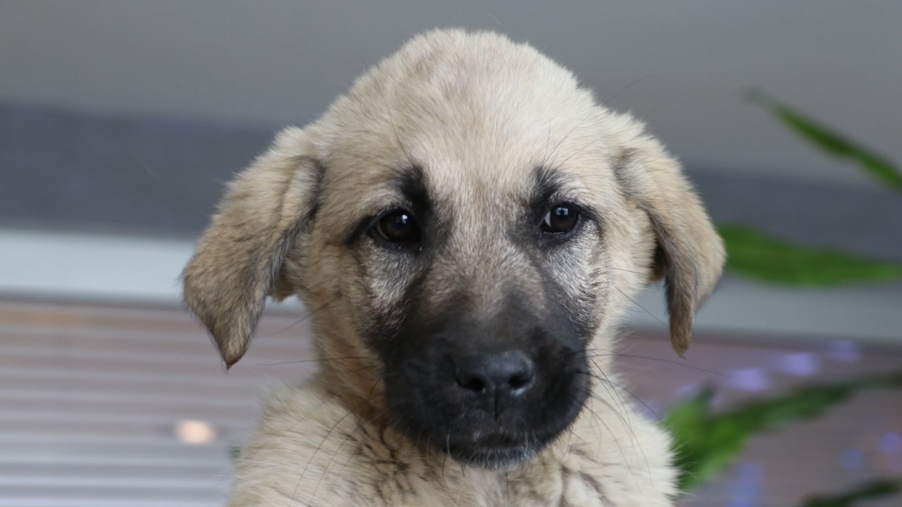 Deprem Bölgesinde Bulunup 'proteo' Adı Verilen Köpek, Tbb'nin Yeni Bekçisi