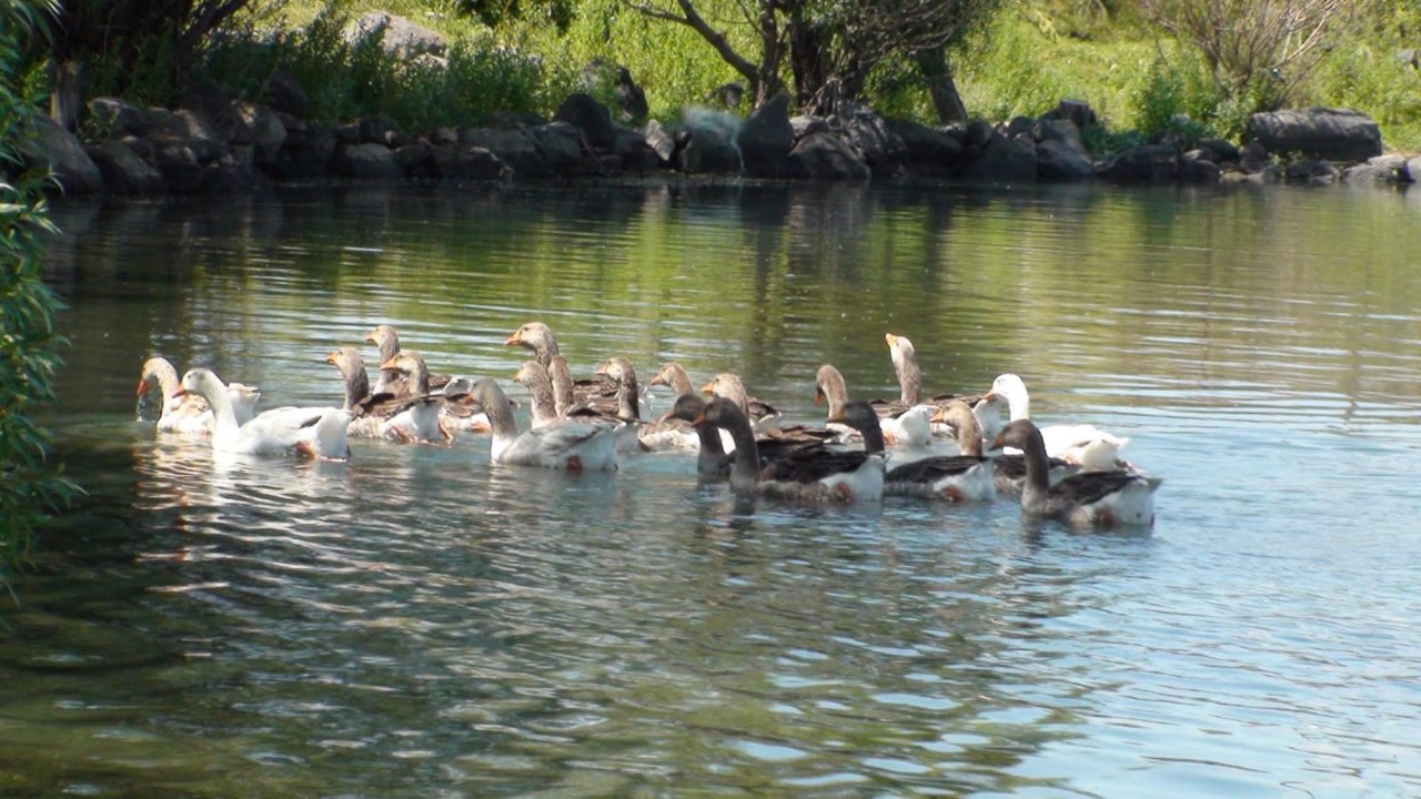 Buzları Eriyen Çıldır Gölü, Kuş Cennetine Döndü