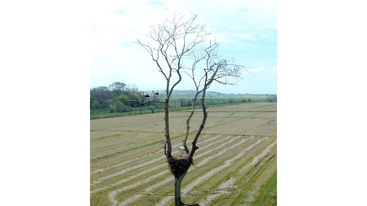 Leylekler Kızılırmak Deltası Kuş Cenneti'ndeki Yuvalarına Döndü