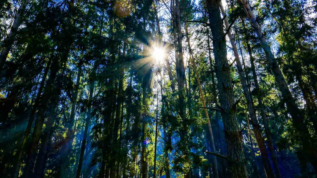 Orman Genel Müdürlüğü 3500 personel alımı için açıklama geldi