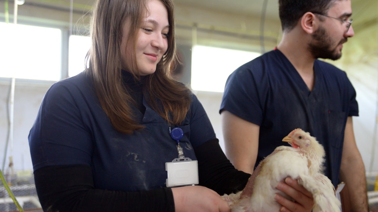 Üniversiteden ‘kekik Kokan Tavuk’ Projesi