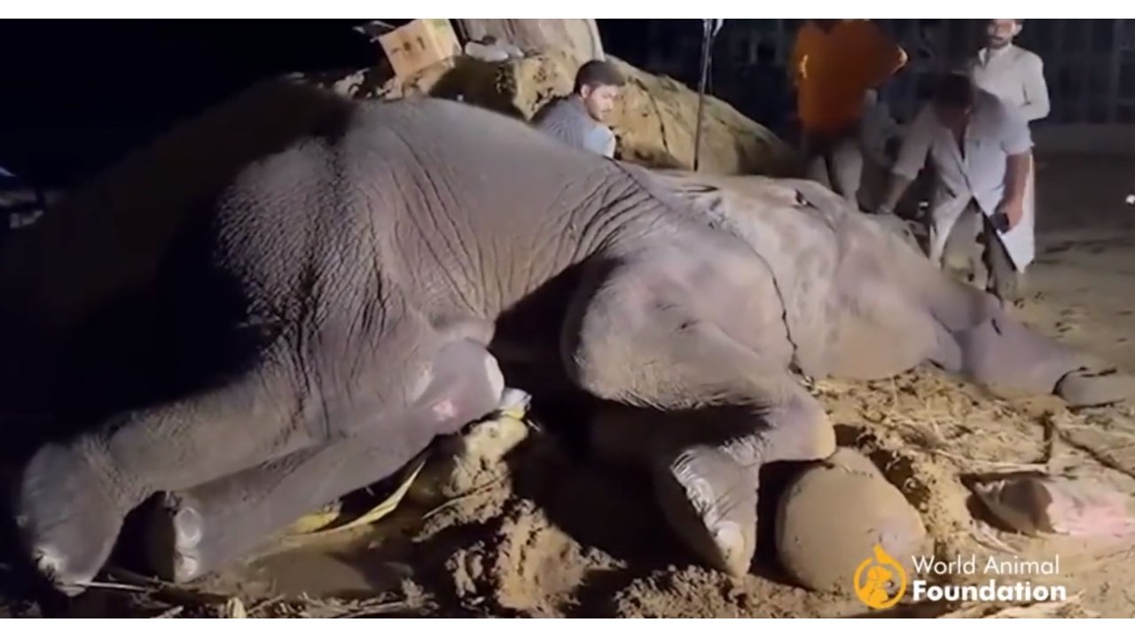 Uluslararası Bir Operasyonla Ameliyat Edilen Noor Jehan Adlı Fil Öldü