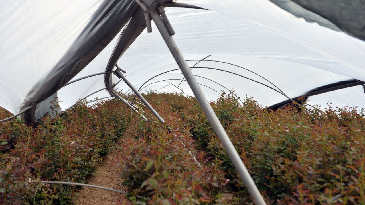Yağmur Ve Dolu, 'anneler Günü' Güllerini Vurdu