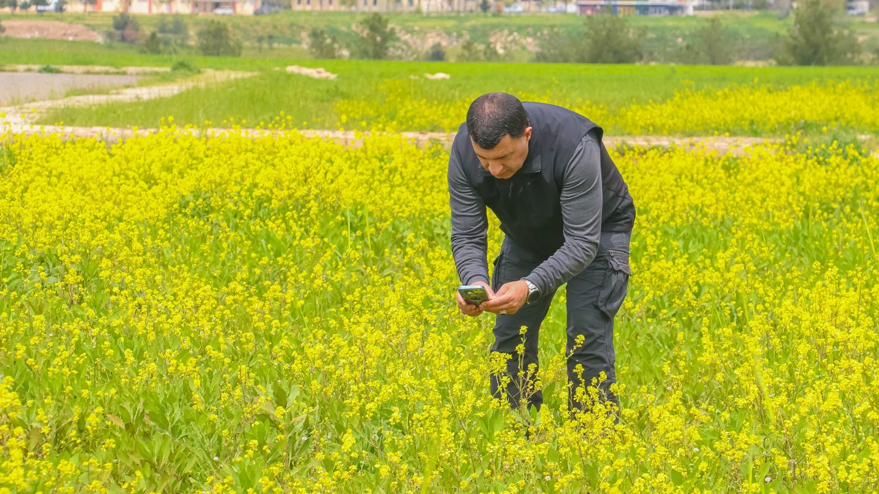 Diyarbakır'da Kelebek Göçü Başladı