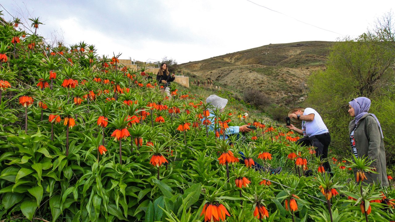 Van'da 'ters Laleler' Çiçek Açtı