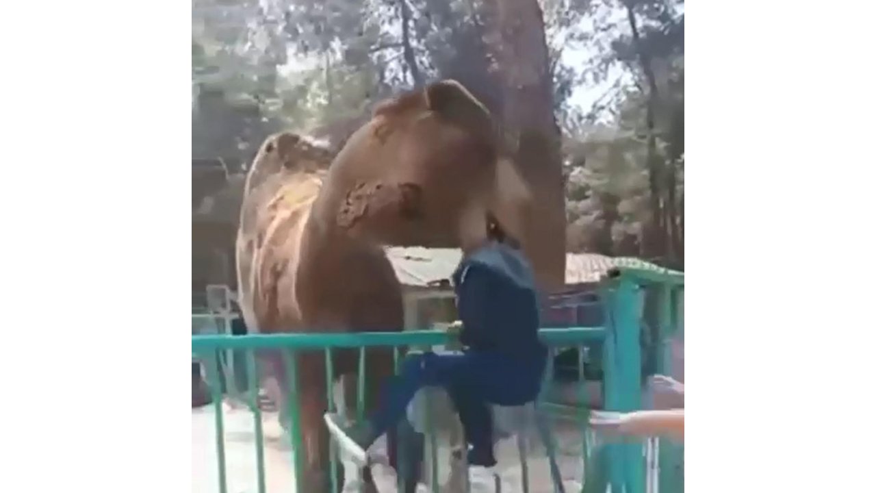 Denizli'de Devenin, Çocuğu Isırdığı Anlar Kamerada