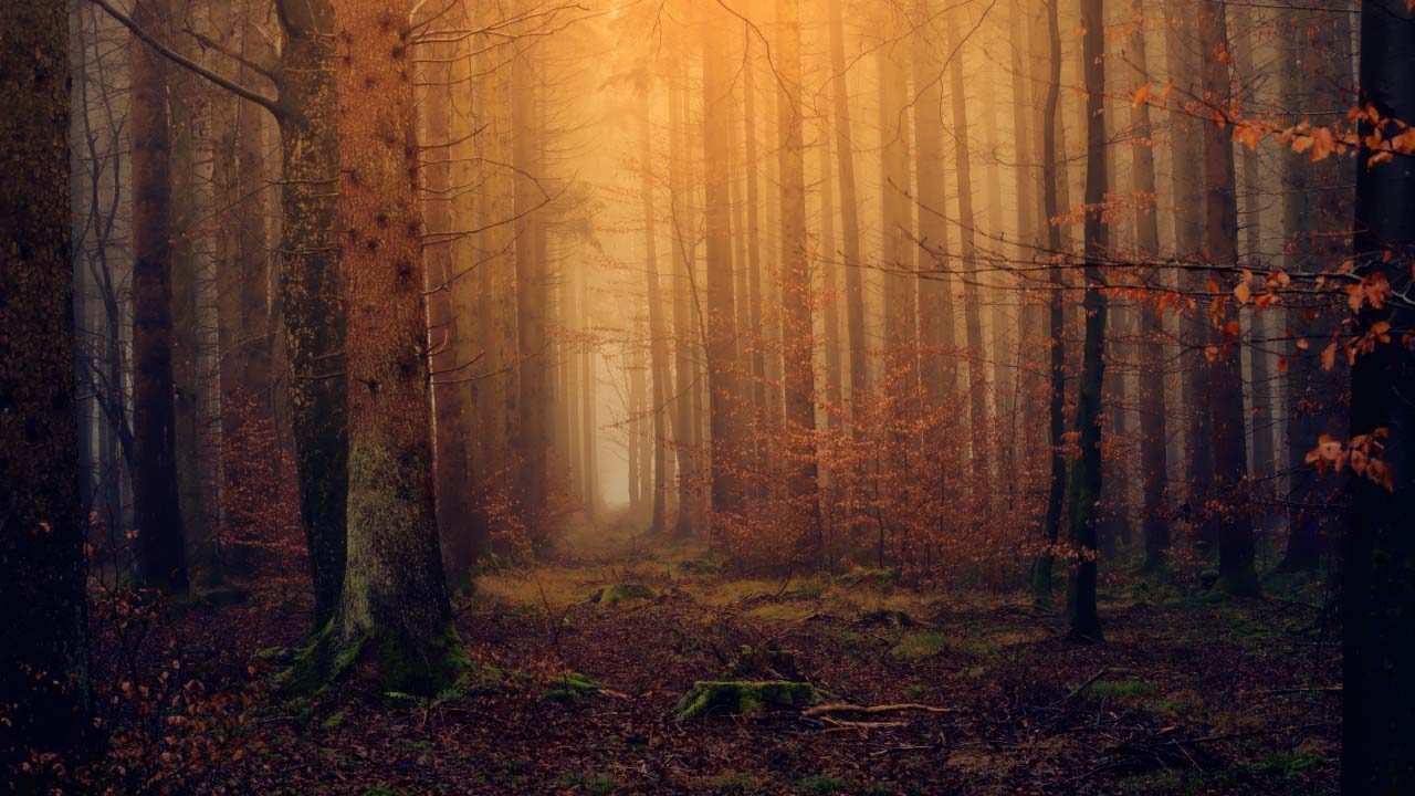 Orman Genel Müdürlüğü 224 işçi alımı! Başvuru şartları belli oldu