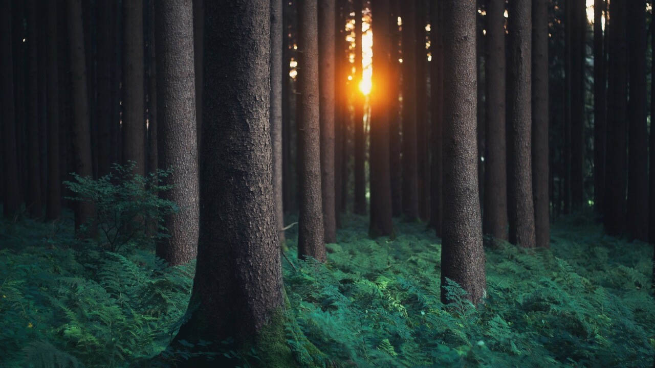 Orman Genel Müdürlüğü'nden yüzlerce işçi alımı! Resmen duyuruldu