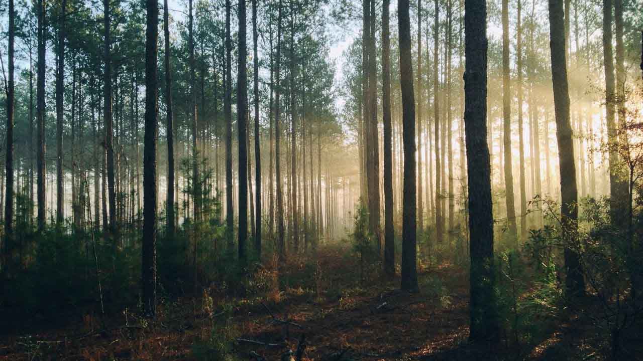 Orman Genel Müdürlüğü işçi alımı duyurusu! 224 kişiye istihdam sağlanacak