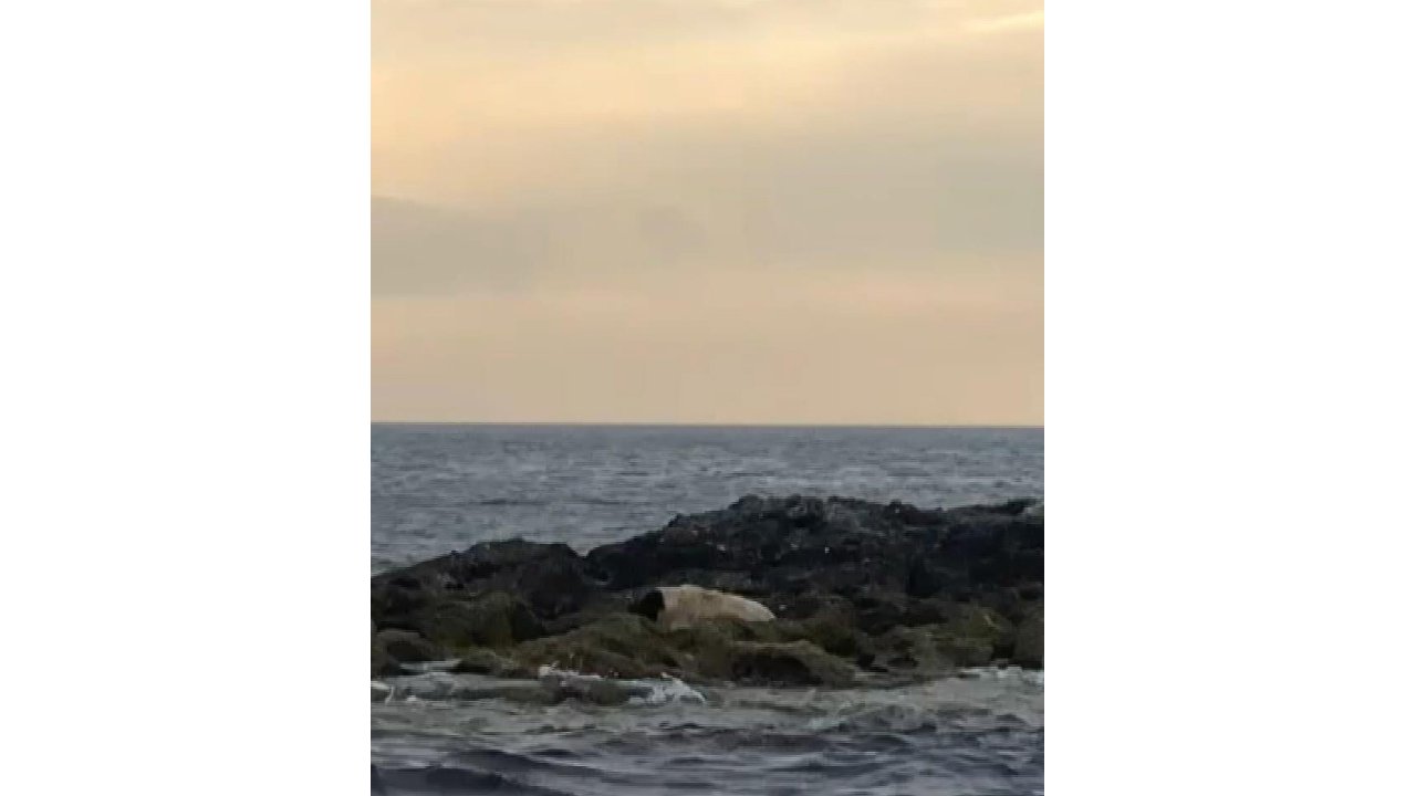 Şile'de Adada Mahsur Kalan Köpeği Sahil Güvenlik Kurtardı