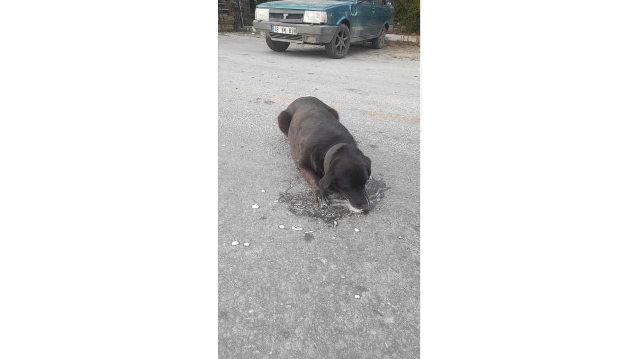 Bodrum'da Zehirlenen Köpek Veterinere Götürülürken Öldü