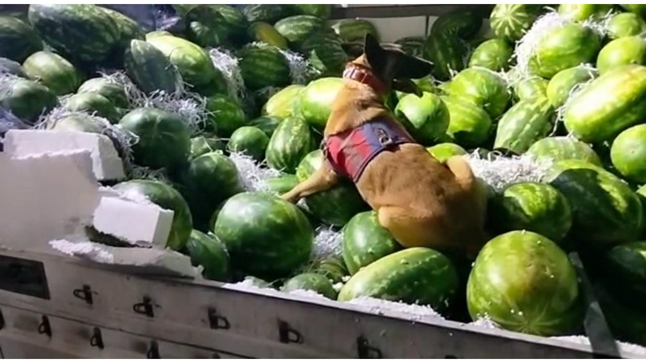 Karpuz Yüklü Tır'da 62,5 Litre Sıvı Metamfetamin Ele Geçirildi