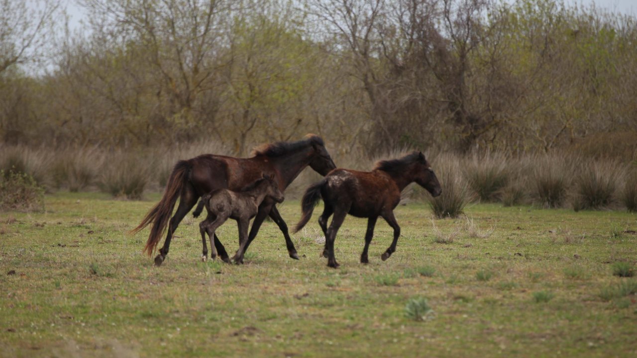 Kızılırmak Deltası’nın Yılkı Atları