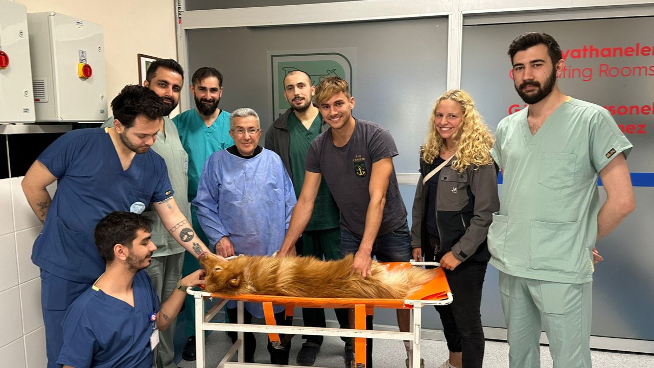 Azı Dişi Kırılan Köpeğe Kanal Tedavisi Ve Dolgu Yapıldı