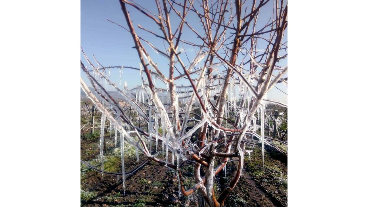 Ege'de 5 İl İçin 'zirai Don' Uyarısı