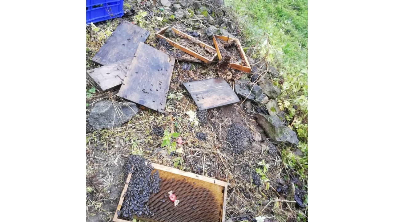 Aç Kalan Ayı Arı Kovanlarını Parçaladı