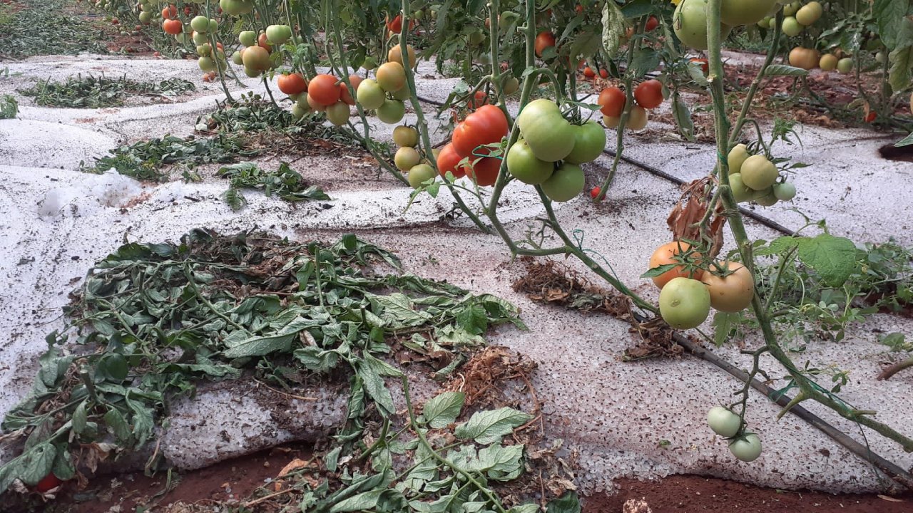 Erdemli’de Dolu Yağışı Çiftçiyi Vurdu
