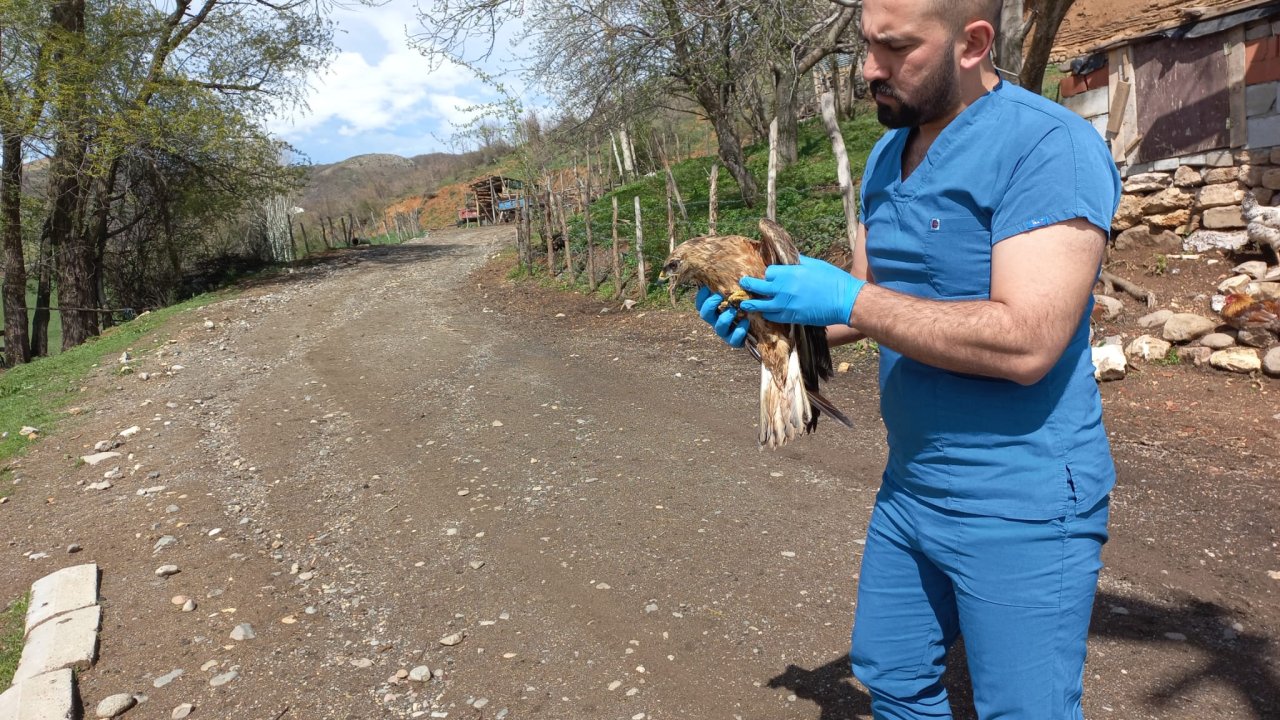 Yaralı Halde Bulunan Şahin Tedaviye Alındı