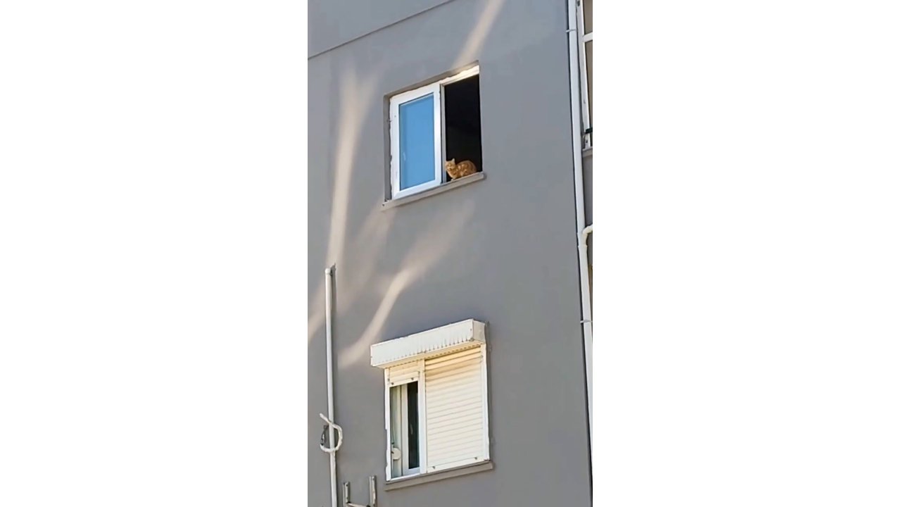 Ağır Hasarlı Binadan Kurtarılmaya Çalışılan Kedi, 14’üncü Kattan Atladı