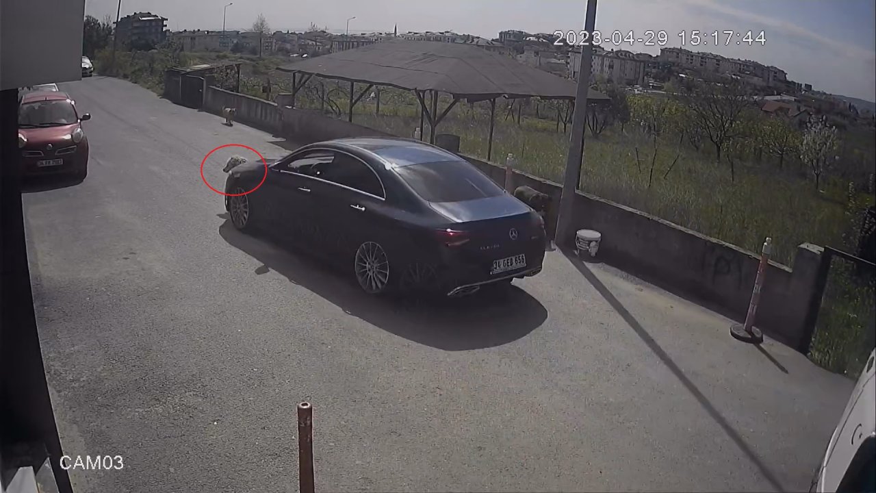 Büyükçekmece’de Köpeği Göz Göre Göre Ezdi Yoluna Devam Etti