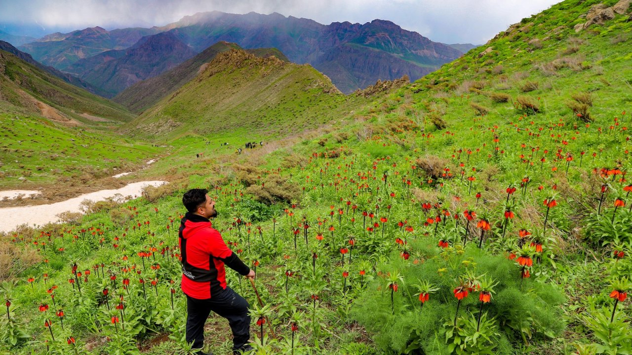 Hakkari Dağlarındaki Ters Lalelere Ziyaretçi Akını