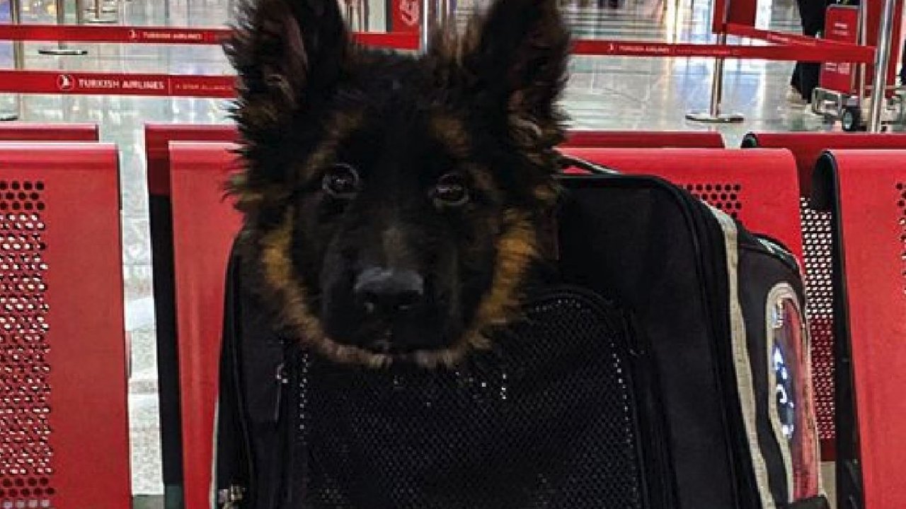 Türkiye, Meksika’ya Proteo Anısına Yavru Köpek Gönderdi